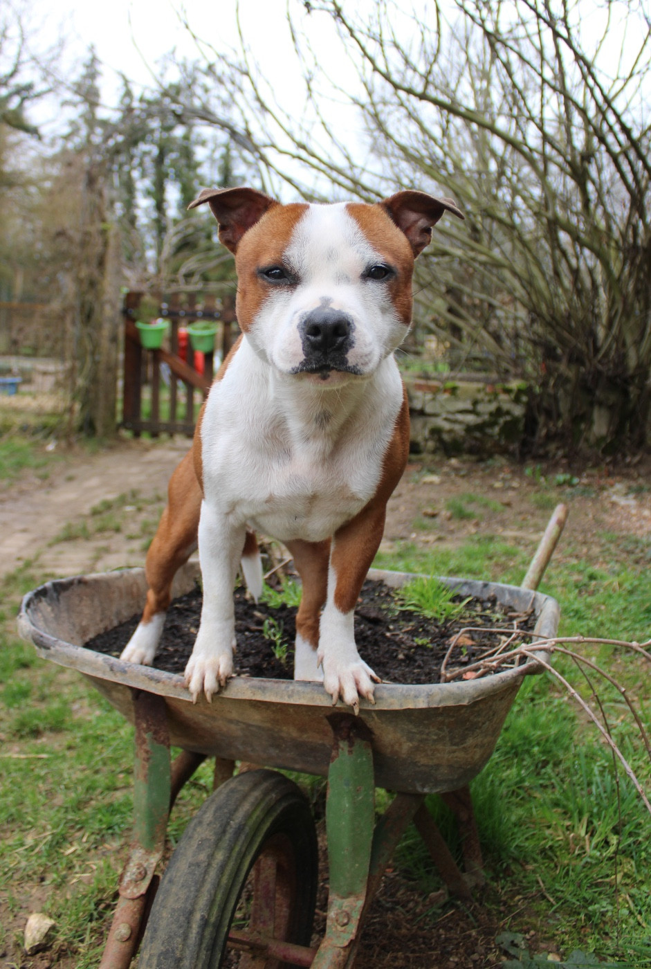 V'bubble Des Disciples De Goliath