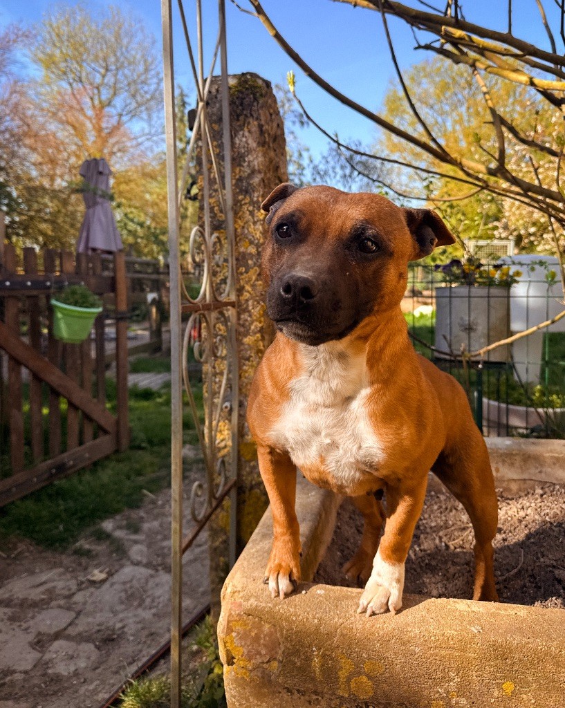 Skizo Of Suprême Staffy's