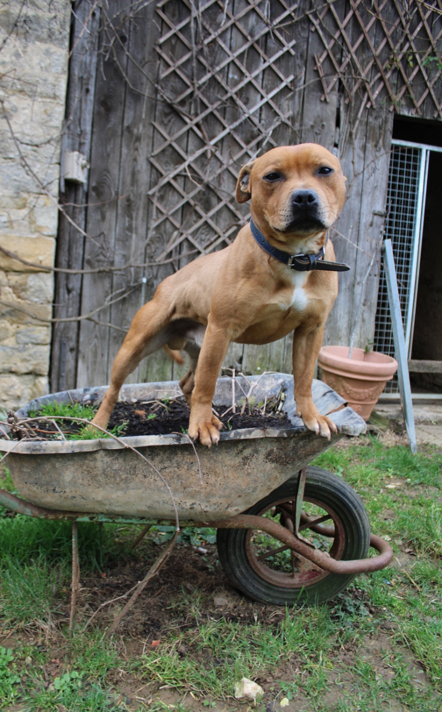 firecross Red legend