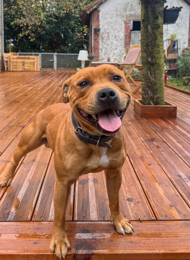 firecross Red legend