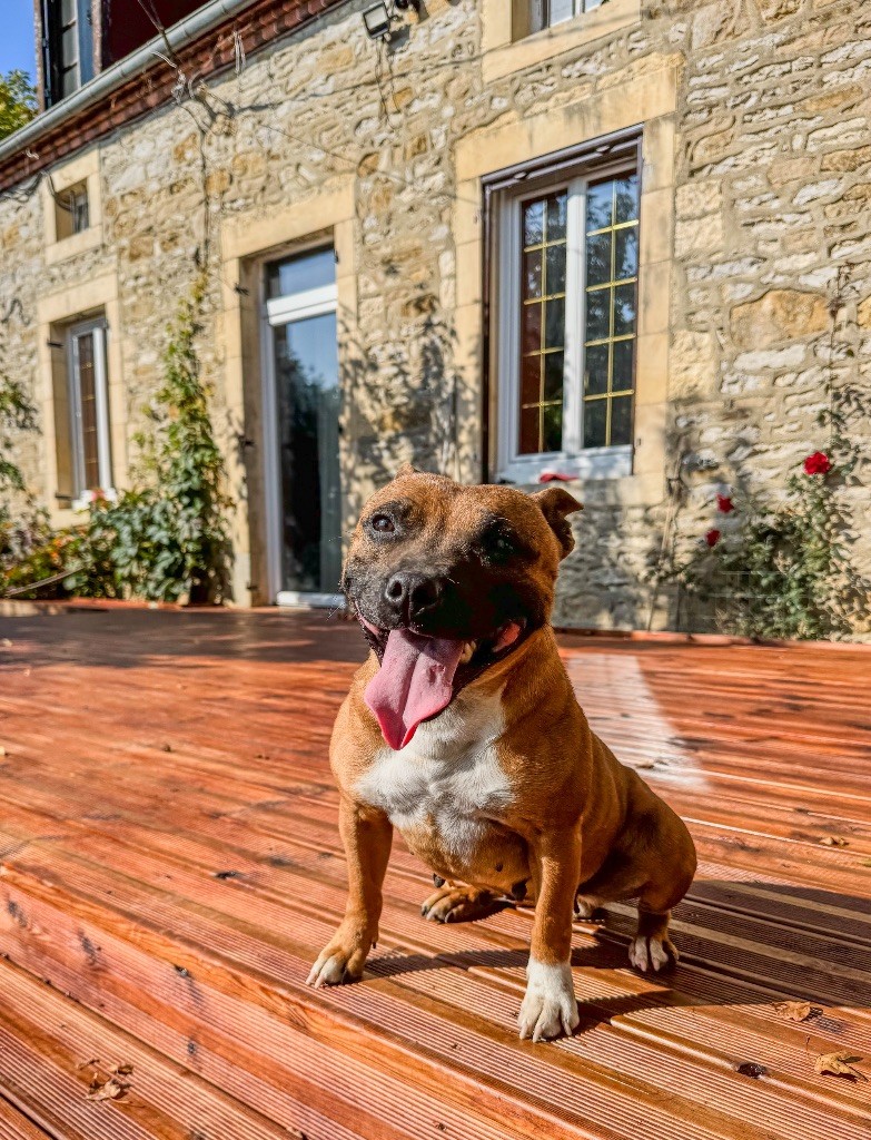 Skizo Of Suprême Staffy's