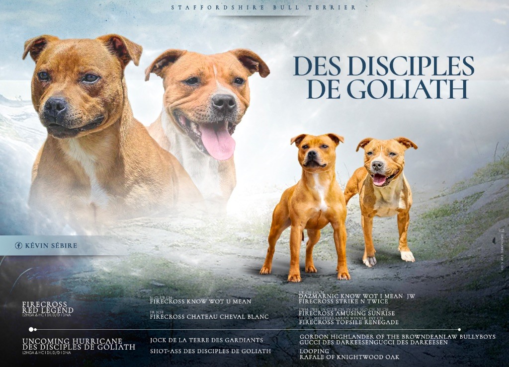 Portée à naître mii décembre 2025