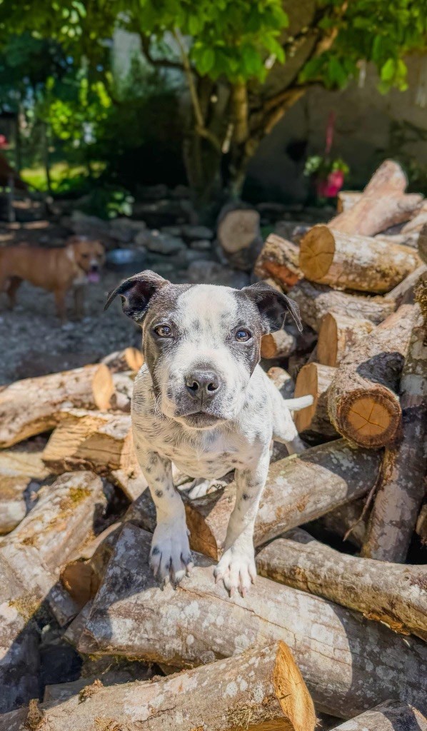 Replacement chiot mâle (8 mois)