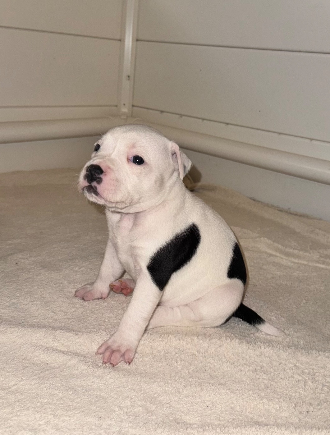 Des Disciples De Goliath - Chiots disponibles - Staffordshire Bull Terrier