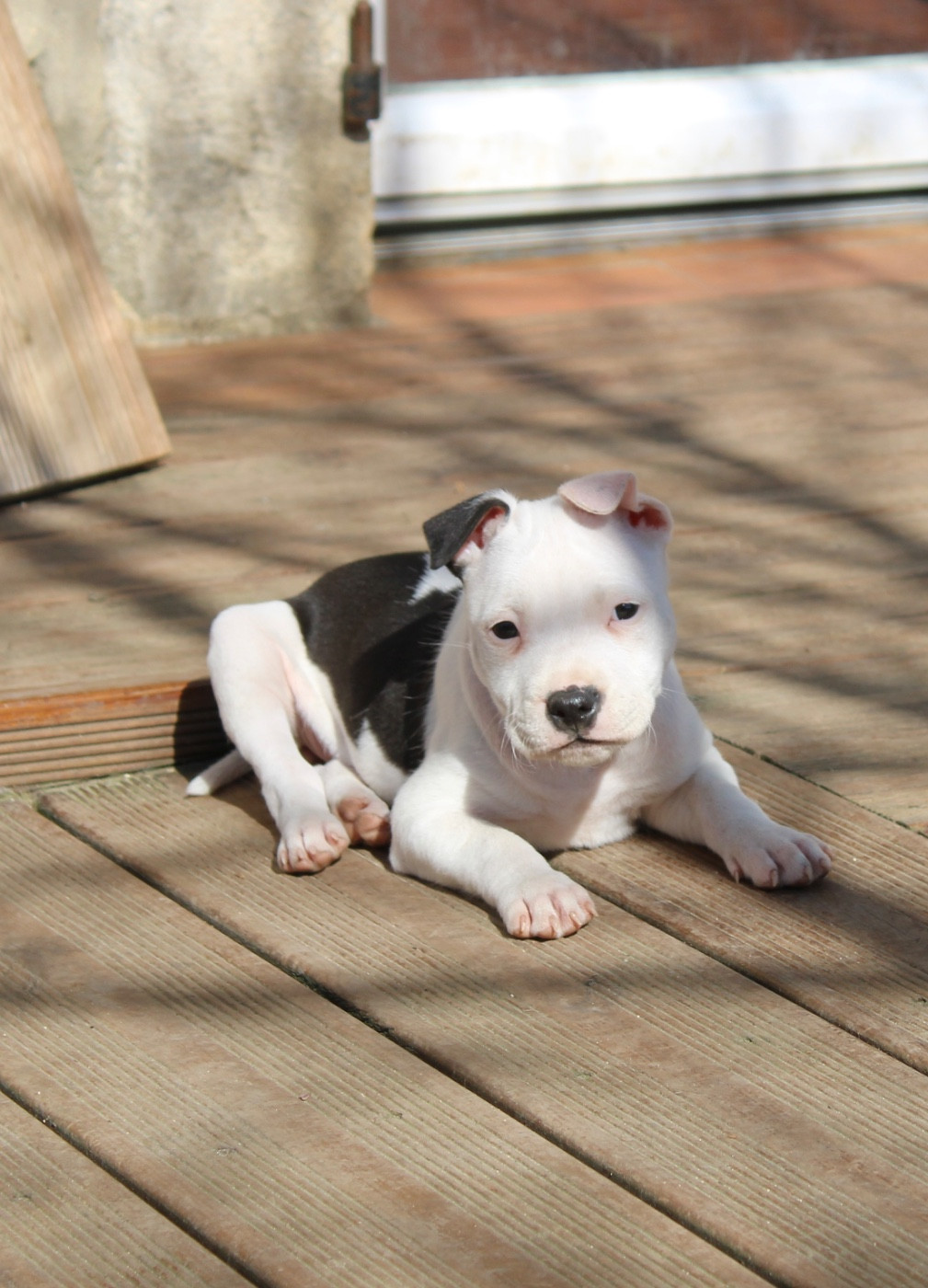 Des Disciples De Goliath - Chiots disponibles - Staffordshire Bull Terrier