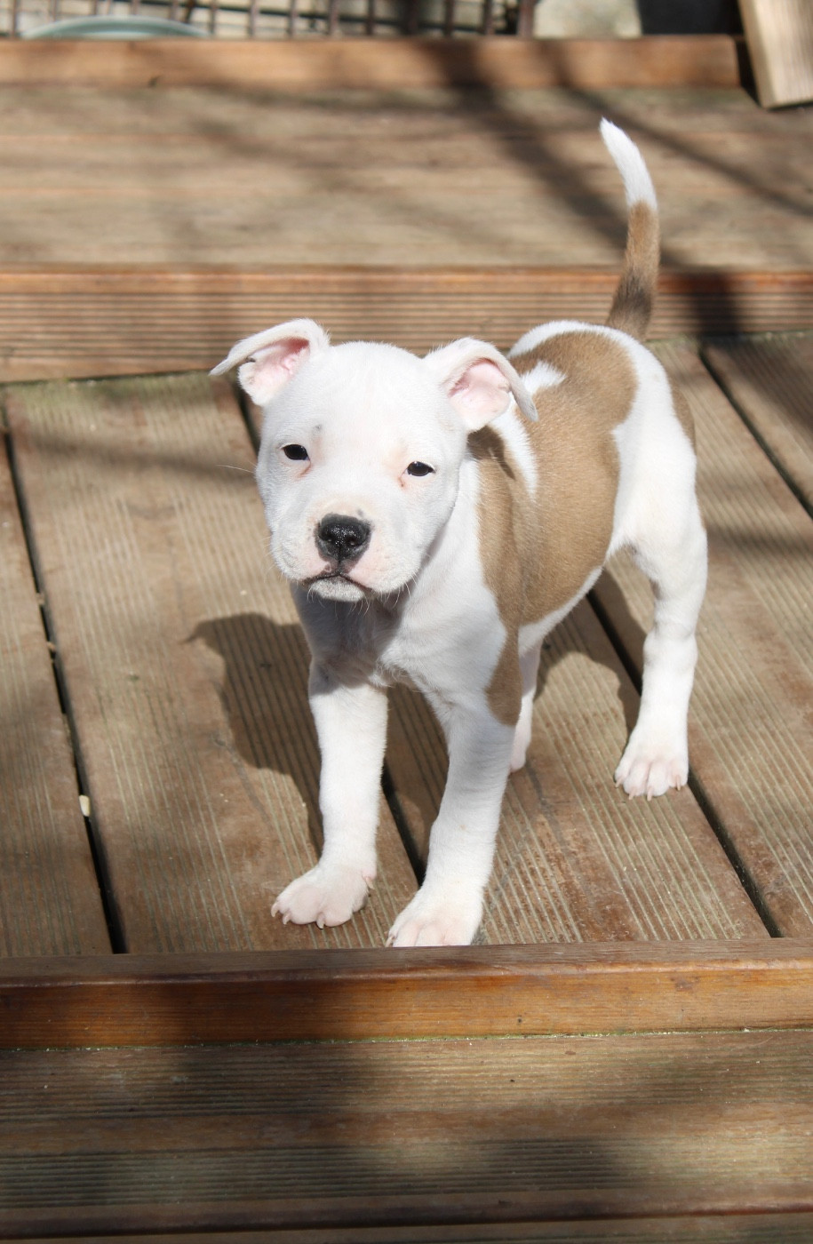 Des Disciples De Goliath - Chiots disponibles - Staffordshire Bull Terrier