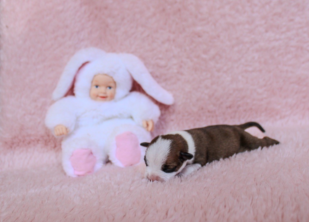 Des Disciples De Goliath - Chiots disponibles - Staffordshire Bull Terrier