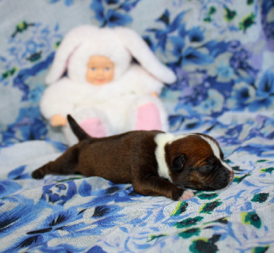 CHIOT 2