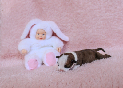 CHIOT 3